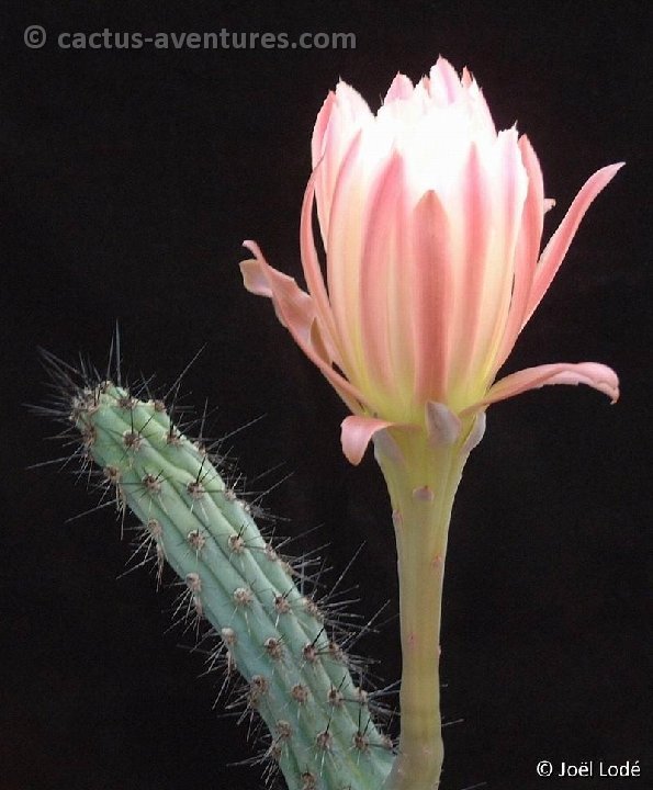 Cereus aethiops Dscf6199